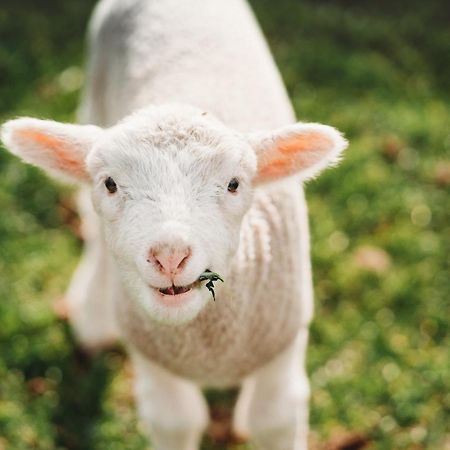 Freshwater Creek Cottages & Farm Stay Торки Экстерьер фото